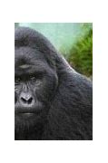 Image result for Largest Gorilla Ever
