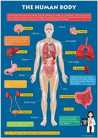Image result for Kids Learn Human Anatomy