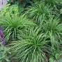 Image result for Carex caryophyllea The Beatles