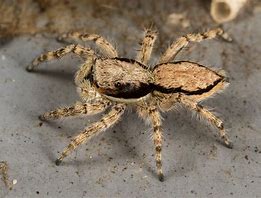 Image result for West Texas Spiders