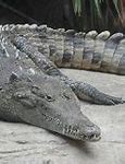Image result for American Crocodile