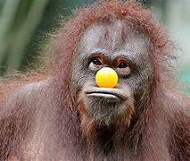 Image result for Orangutan Funny Face