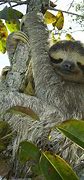 Image result for Rainforest Sloth