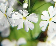 Image result for Primula White Dusty Miller