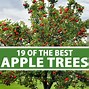 Image result for Wealthy Apple Tree