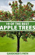Image result for Apple Fruit Tree Identification