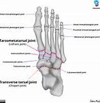 Image result for Midtarsal Joint