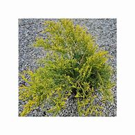 Juniperus x pfitzeriana Old Gold 的图像结果