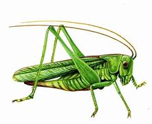 Image result for Picture of a Cricket Insect for Kid