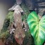 Image result for Giant Leaf Gecko