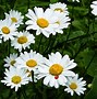 Image result for Aesthetic Daisy Flower Wallpaper