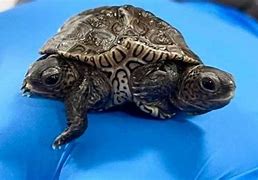 Image result for Two-headed turtle