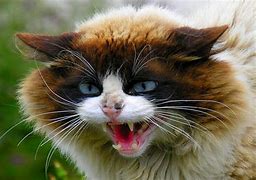 Image result for Angry Cat Full Body