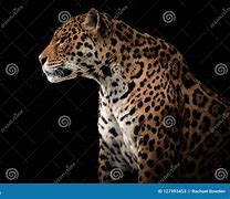 Image result for Jaguar Animal Side View