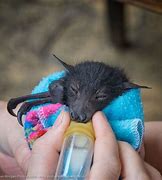 Image result for Fruit Bat Babies