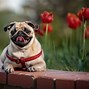 Image result for Pug Convention Dog That Looks High