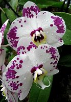 Image result for Grey Orchid