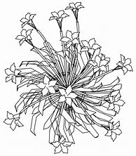Image result for Forget Me Not Coloring Page