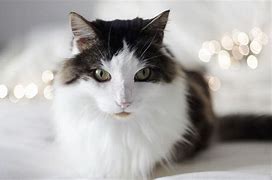 Image result for Black and White Fluffy Cat Breeds