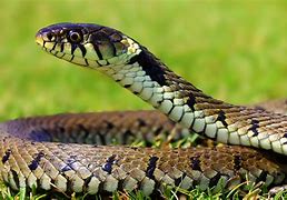Image result for Snake