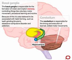 Image result for What Part of the Brain Stores Memory
