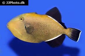 Image result for Indian Triggerfish