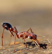 Image result for Bull Ant