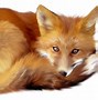 Image result for Fox Clip Art Transparent