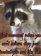 Image result for Funny Raccoon Sayings