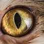 Image result for Cat Eye Photography