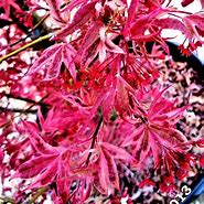 Image result for Acer palmatum Shirazz