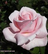 Image result for New Zealand Hybrid Tea Rose