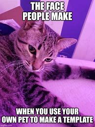 Image result for Bossy Cat Meme