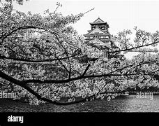 Image result for Cherry Blossom Osaka Castle