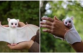 Image result for Albino Fruit Bat Being Cute