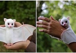 Image result for Cute White Bat Albino