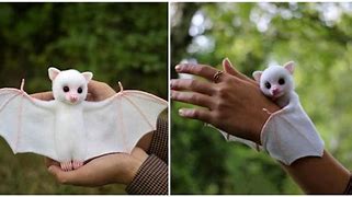 Image result for Baby Albino Bat Doll