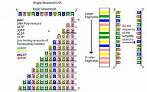 Image result for DNA Gene Sequence
