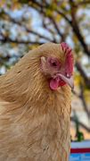 Image result for 8 Inch Chicken