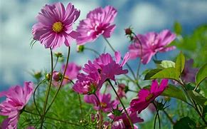 Image result for Most Beautiful Summer Flowers Wallpapers