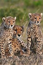 Image result for Mother Cheetah with Cubs