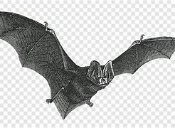 Image result for Vamp Bat Drawing