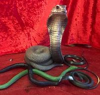 Image result for Snake Prop