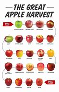 Image result for Different Types of Apple Mac