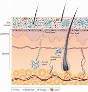 Image result for Microbiome On Skin