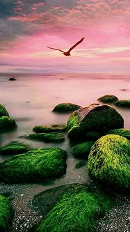 Image result for iPhone 12 Wallpaper Nature