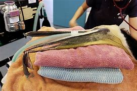 Image result for Pelican Pouch Under Chin