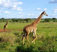 Image result for Safari Kenya Fondo Blanco