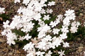 Image result for Rhodohypoxis baurii var. platypetala