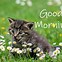 Image result for Cat Good Morning Coffee Meme